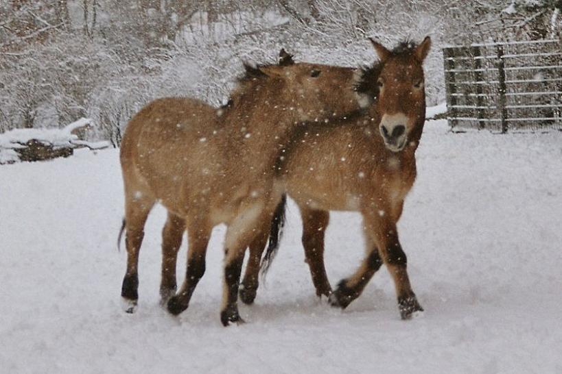 800px-Przewalski-Pferde sich beissend