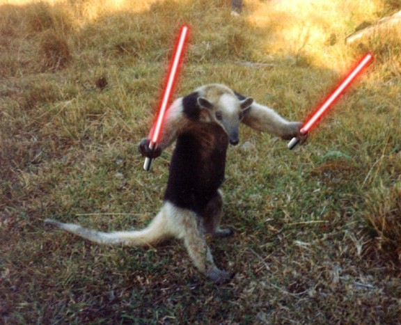 Bilder-Thread anteater-4