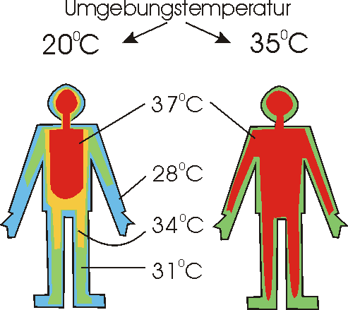 Kerntemperatur Mensch Grafik01