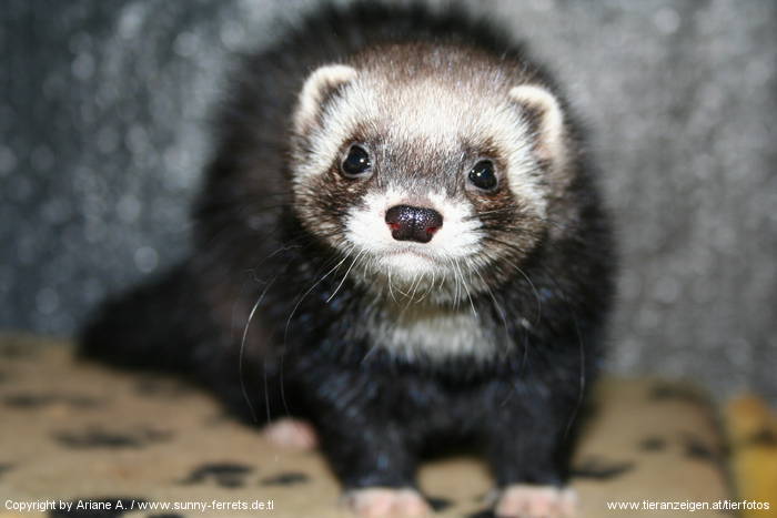 black-harlekin-frettchen-emma