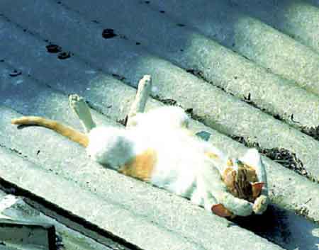 Bilder-Thread t8G5lwV HP-Katzen-05