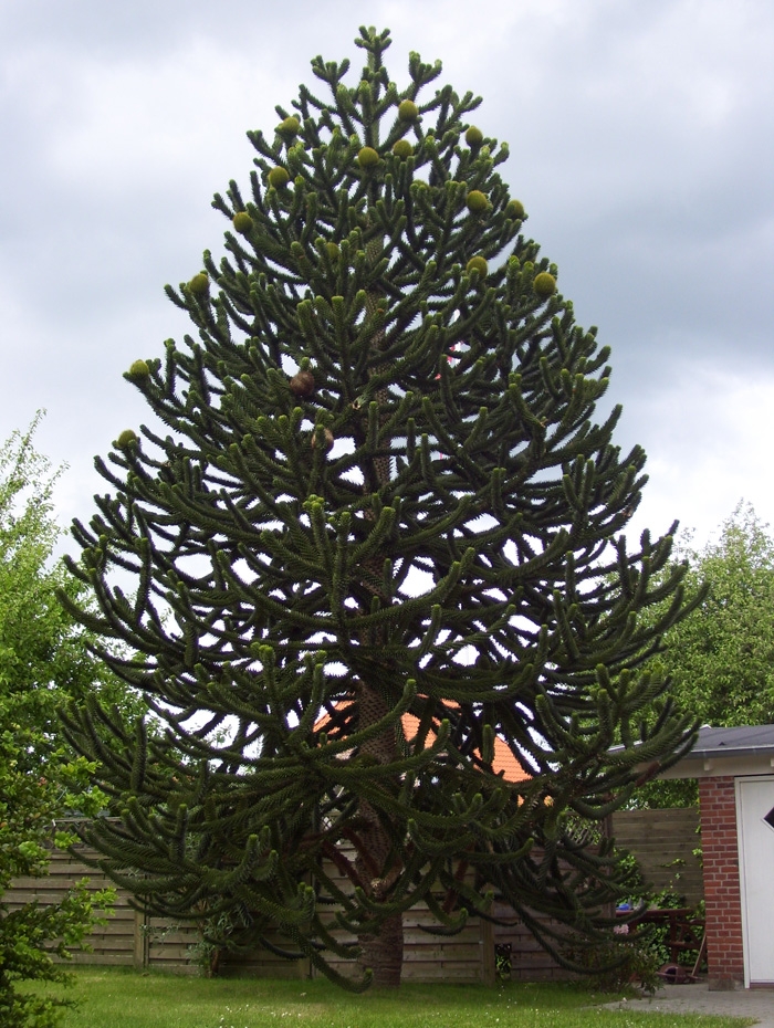 Bilder-Thread t8N6H78 Araucaria-araucana