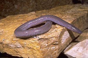 hVyDNc 300px-dermophis mexicanus