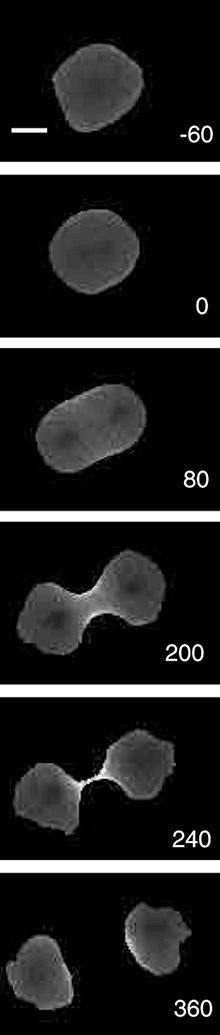 220px Cytokinesis series of 6