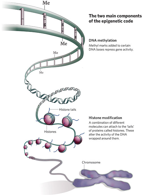 epigenetics