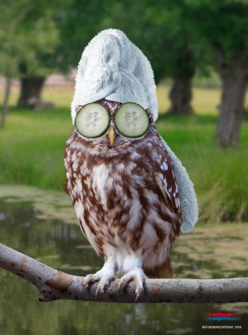 Bilder-Thread funny-owl-pics