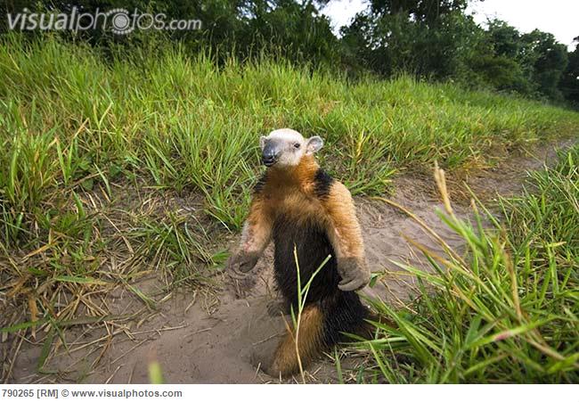 Bilder-Thread southern anteater tamandua tetradactyla