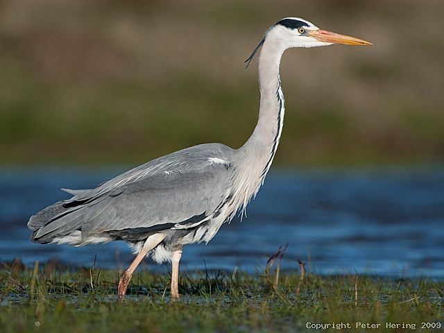 RundeInfoVoegelFischreiher03