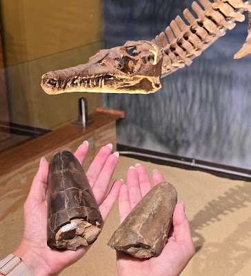 Wyoteuthis linsterorum-novataxa 2026-Ipp