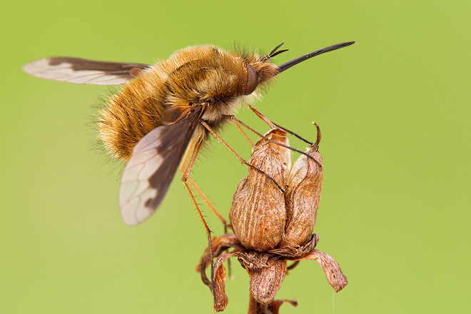 mm179-grosser-wollschweber-bombylius-maj