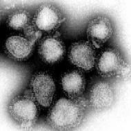 Influenza virus