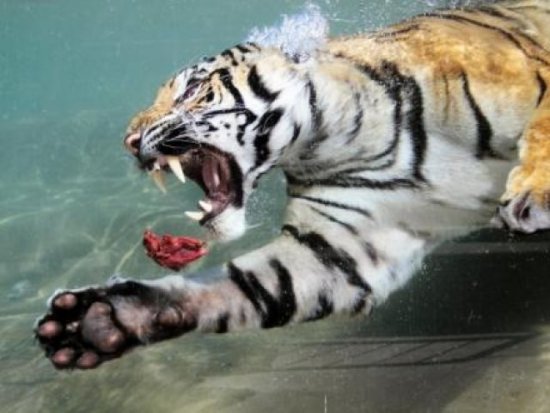 Bengalischer Tiger unter Wasser