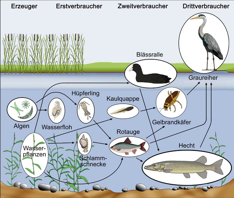 nahrungsnetz