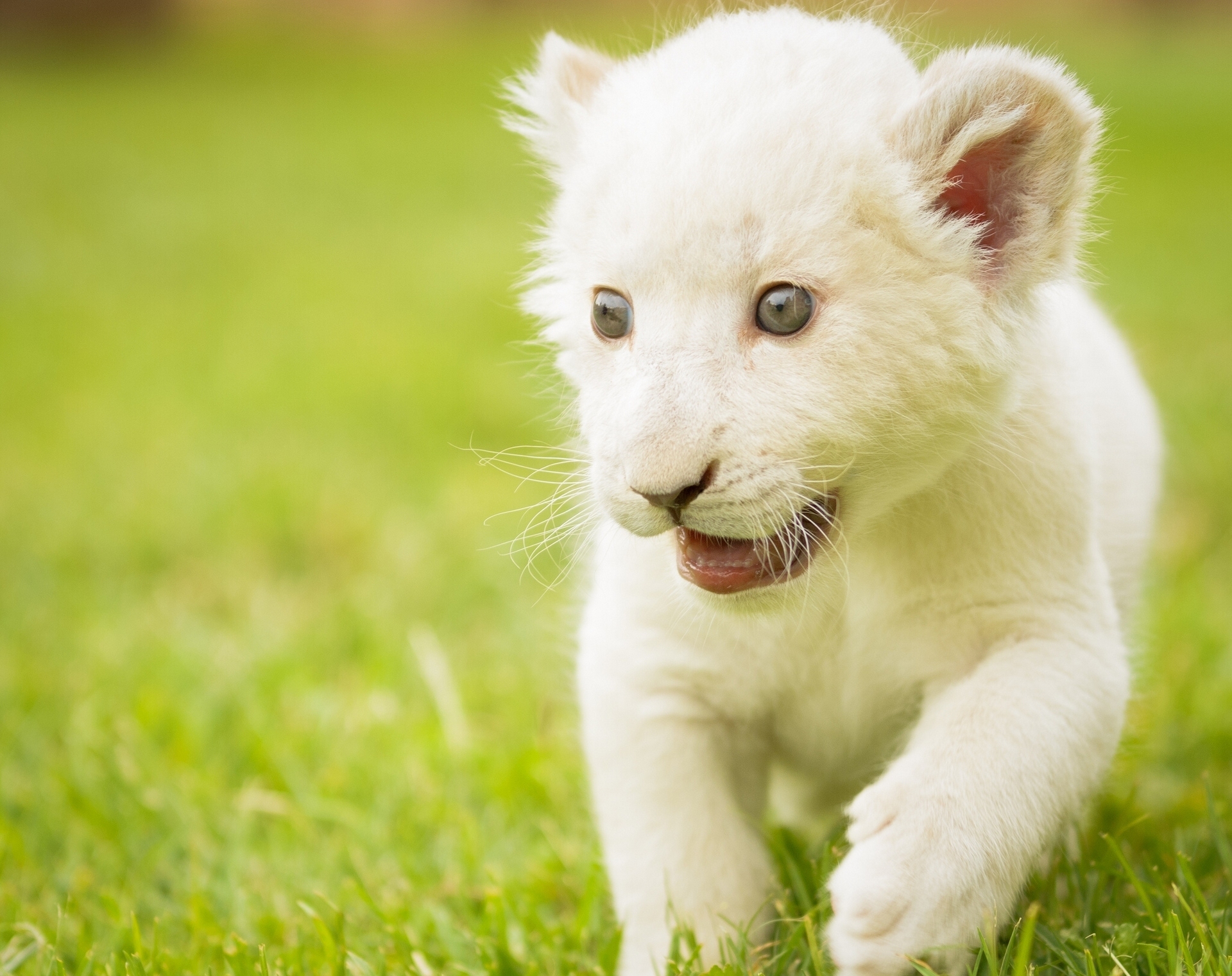 Bilder-Thread white-lions-329719