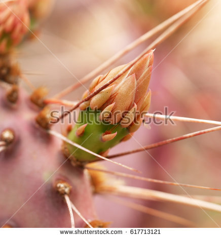 stock-photo-cactus-flower-bud-617713121