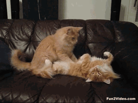 cat-massage-funny-gif