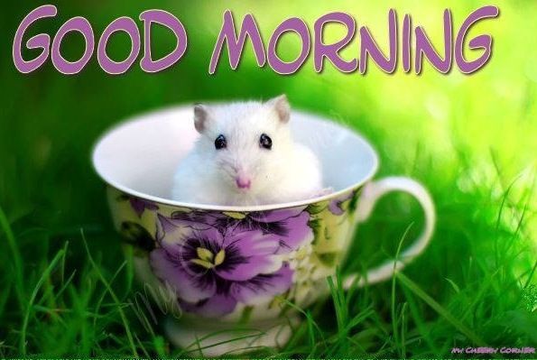 200470-Good-Morning-Mouse-In-A-Teacup