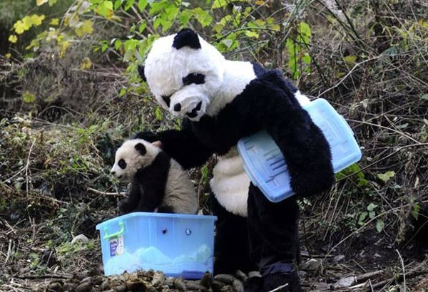 Bilder-Thread pandarei 02