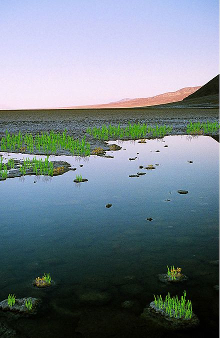 440px Ordovician Land Scene