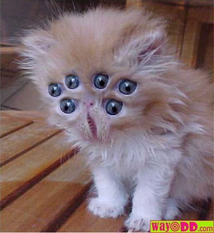 funny-pictures-alien-kitten-GXm