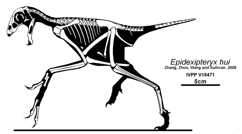 Epidexipteryx hui