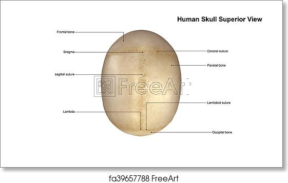 skull-superior-view