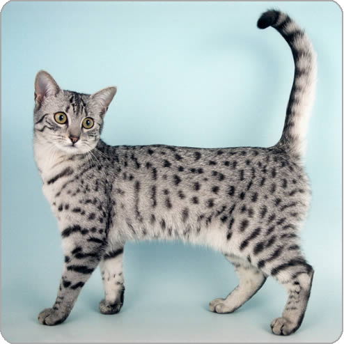 EgyptianMau.ashx