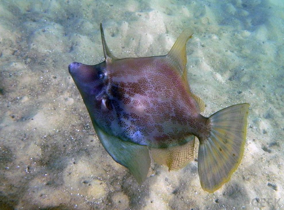 fan-bellied-leatherjacket-fish