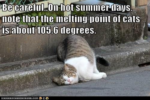 Bilder-Thread funny-cat-pictures-lolcats-be-careful-on