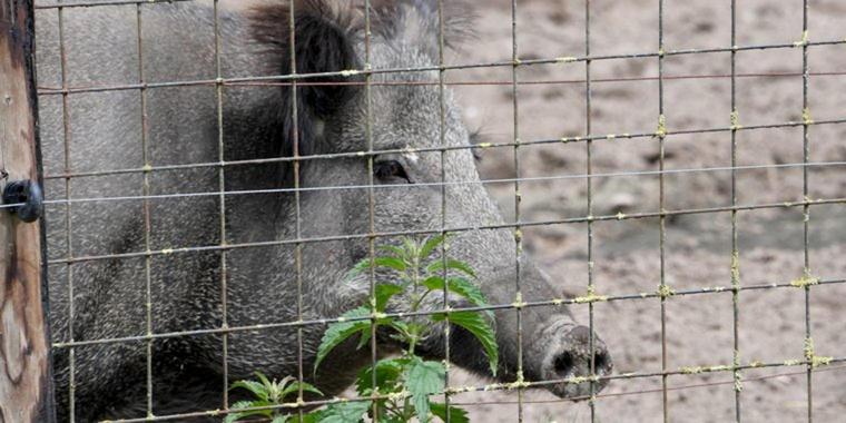 Jetzt-wird-der-Wildschweinzaun-gebaut bi