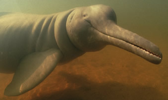 amazon-river-dolphin