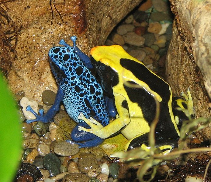694px Poison Dart Frogs
