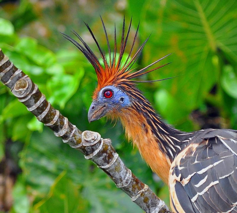 xHoatzin - Close up.jpg.pagespeed.ic.ShT