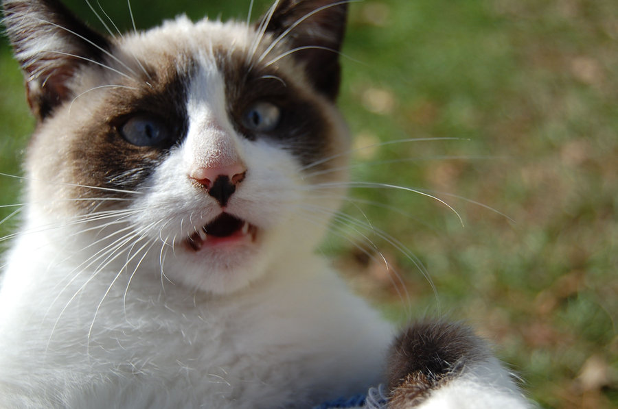 haha stupid cat by celestemoose
