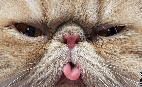 Bilder-Thread Cat