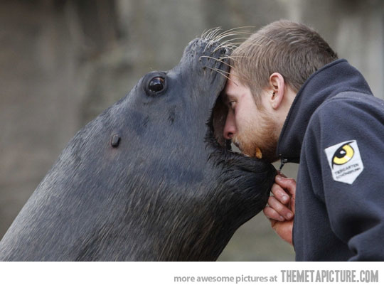 funny-seal-opening-mouth