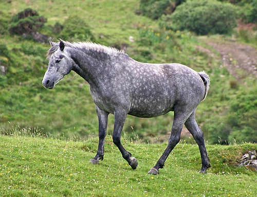 connemara pony2