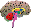 BRAIN01