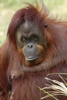 whistling-orangutan big