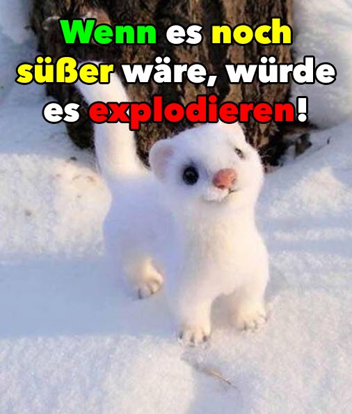 Die schönsten Tiere/Tierbilder der Welt post2
