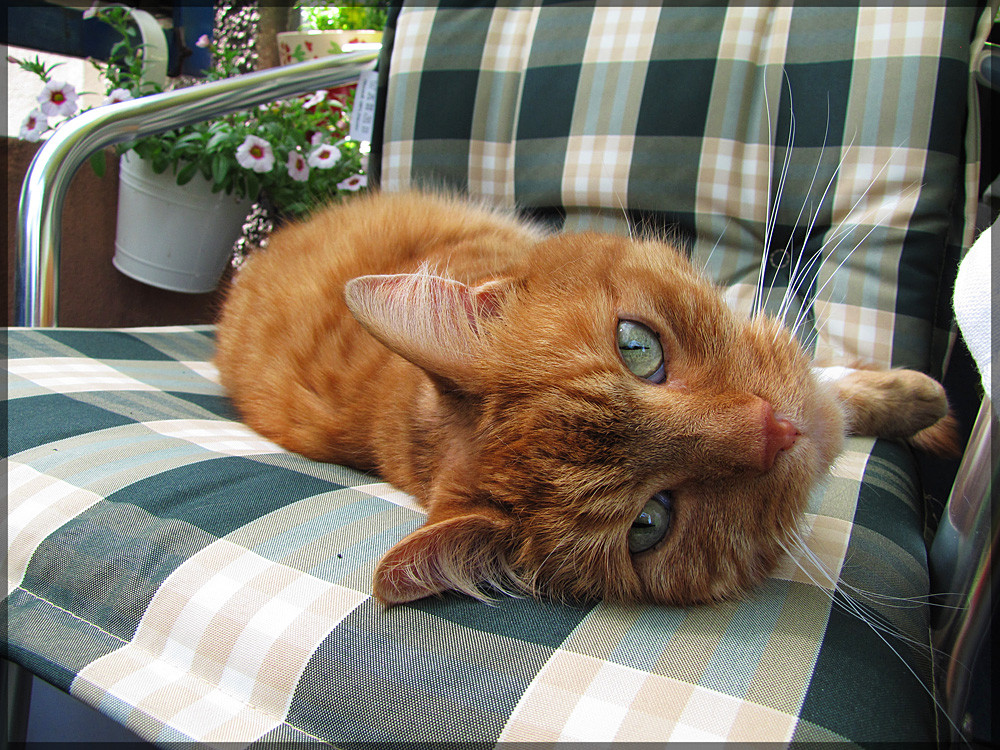 Bilder-Thread Real-Garfield-a21461317