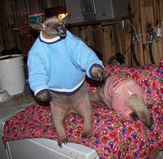 Bilder-Thread anteater-5