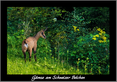 Bilder-Thread gaemse13 belchen small