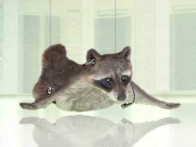 ti racoon impossible