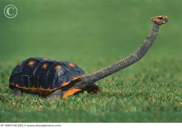 smooth snake-necked turtle 42-16857146