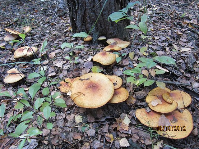 8fa4cb k-pilz 005