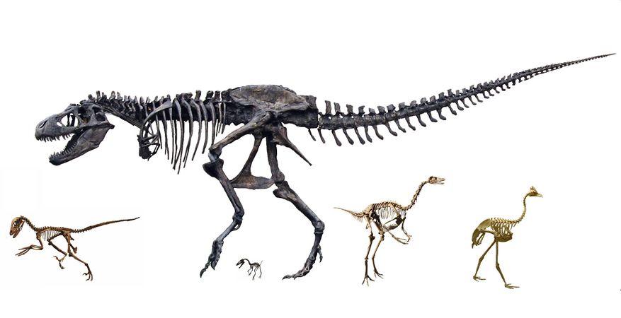 877px-Coelurosauria skeletons