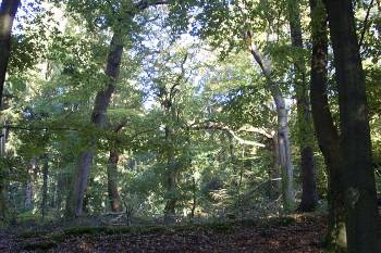 wald