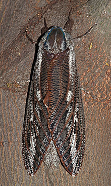 220px-Endoxyla Leucomochla