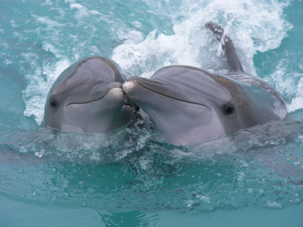 dolphin love by faegatekeeper-d4alzd9